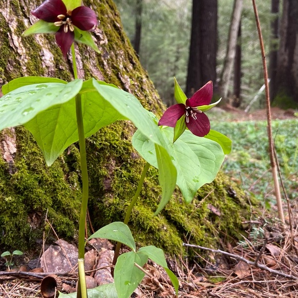 Meet your Posher, Shannon - Picture 1 of 1